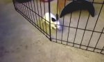 Bunny Prison Break