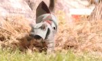 Funny Video : Assassin Kittens