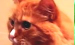 Funny Video : Katze mit Klebeband-Syndrom