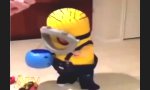 Funny Video : Minion Kostum