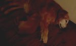 Movie : Albtraum-Wachhund