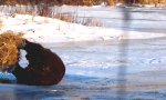 Funny Video : Bär vs Strohballen