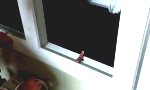 Funny Video : Grizzly am Fenster