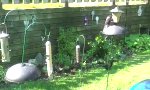 Funny Video : Die Squirrel-Taktik