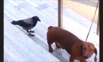 Lustiges Video : Krähe trollt Dackel