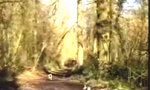 Funny Video : Sprungfreudiger Mops im Wald