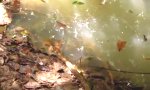 Funny Video : Anaconda mit dem Stock ärgern