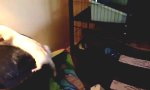 Movie : Frettchen bei der Selbstentsorgung