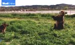 Funny Video - Bär erlaubt sich feuchtes Späßchen