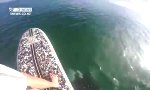 Funny Video - Begegnung mit einem Killerwal