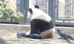 Lustiges Video : Der Panda und die Krähe