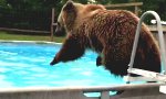 Braunbär geht Schwimmen