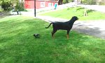 Lustiges Video : Die Krähe und der Dobermann