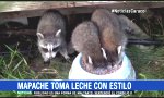 Lustiges Video - Waschbär trinkt mit Style