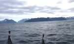 Orgasmus unter Walen