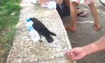 Movie : Wasser für die Krähe
