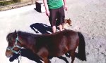 Das kleinste Pferd der Welt?