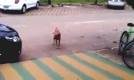 Movie : Bouncing Dog