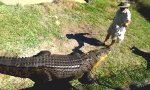 Croco Rider