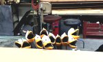 Funny Video : Duck Bomb