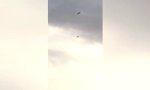 Falke vs Adler-Drohne