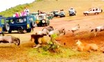 Funny Video : Löwe vs. Löwin bei der Jagd