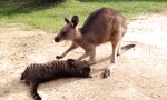 Lustiges Video : Die Katze und das Känguru