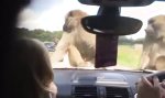 Traumatisiert im Safaripark