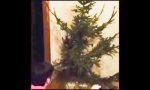 Furztrockener Weihnachtsbaum