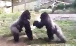 Faustkampf im Gorillagehege