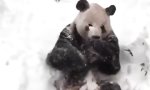 Panda genießt mal wieder den Winter