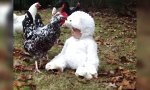 Movie : Ein weißes Schaf unter Hühnern