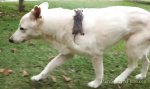 Funny Video : Schäferhund adoptiert Opossum