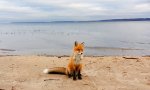 Lustiges Video - Fuchs am Strand                 