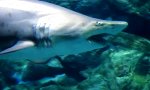 Funny Video : Shark eat Shark