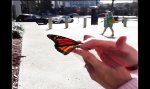 Erster Flug des Schmetterlings