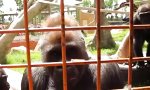 Krabbelndes Entertainment für Gorillas