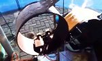 Movie : Pfannkuchen-Maschine