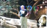 Lustiges Video - Wenn eine Löwin zum Menschenretter wird