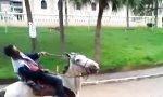 Lustiges Video : Dont drink and Ride!