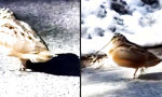 Movie : Smooth Waldschnepfe