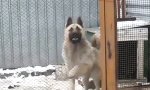 Lustiges Video : Der Hund, der besser tanzt als du