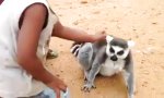 Movie : Kraul mich