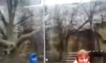 Funny Video : Kehre einem Tiger nie den Rücken