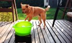 Lustiges Video : Ballmaschine für den Hund