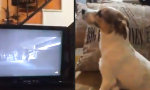 Lustiges Video - Hund schaut Conjuring 2