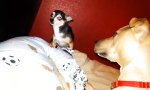 Kleiner Chihuahua mit großem Maul