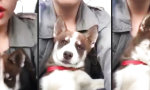 Funny Video : Good Night Little Doggie Dog