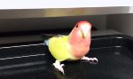 Funny Video : Highspeed Double Beak auf Backblech