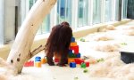 Funny Video : LEGO - Für Jung, Alt und Tier